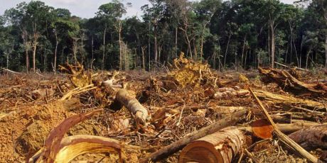 Acabe com o ataque secreto à Amazônia