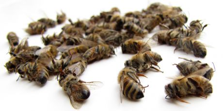 Mitmachen, bevor die letzte Biene stirbt