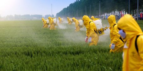 Avaaz contre Monsanto : l'affaire se terminera devant les tribunaux 27571_mass_spray_1_460x230