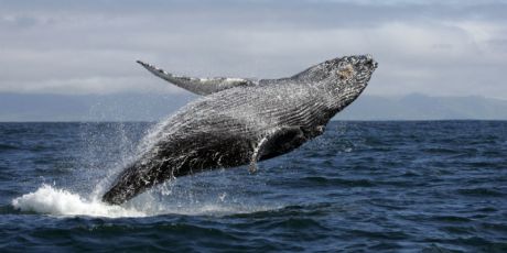 An ocean reserve the size of France!