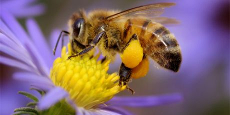 Netherlands: Time to save the bees!