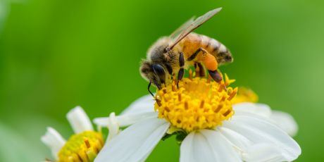 An die EU: Bienen retten!