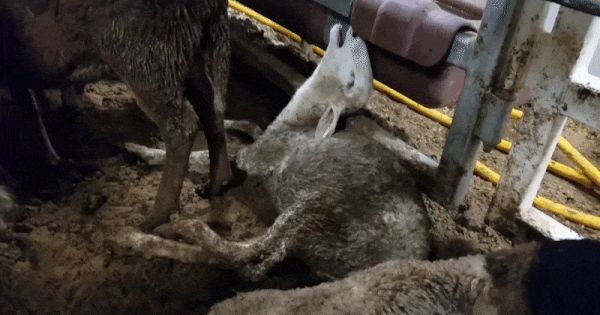 Lebendig gekocht auf den tödlichen Tierfrachtern