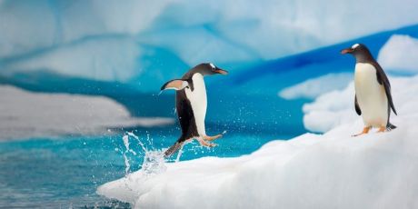 Let's Save Antarctica!