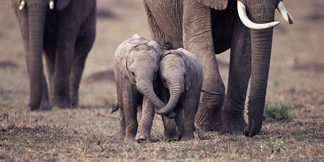 Impulsemos a los Guardianes de la Fauna