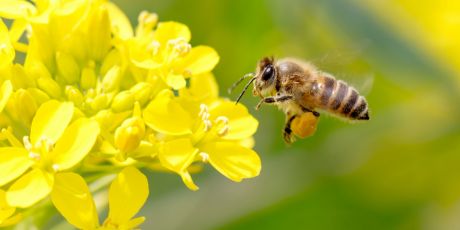 Hours to close the bee-killing loophole!