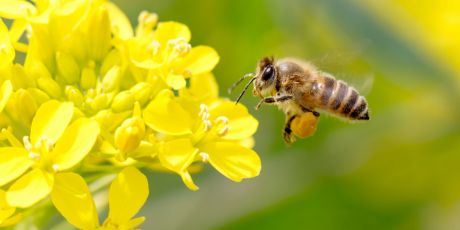 ¡Horas para cerrar el agujero legal que está matando a las abejas!