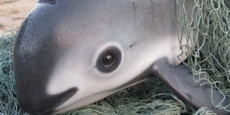 Stop de uitstervingsgolf!