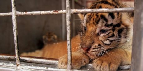 Libérons les animaux des cirques