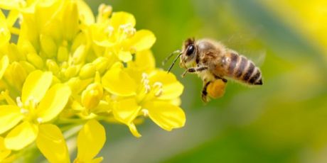 Nog een paar uur om de maas in de bijenwet te dichten