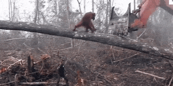 Save the Last Tapanuli Orangutans!