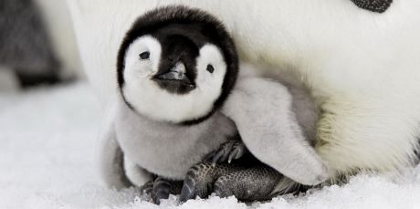 Save Antarctica's ocean wilderness!