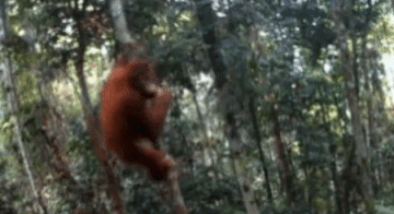 Save the Last 800Tapanuli Orangutans!
