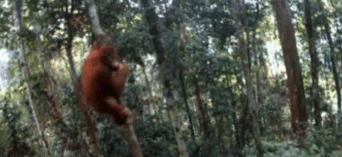 Indonesia: Save theTapanuli Orangutans!