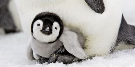 Save Antarctica's ocean wilderness!