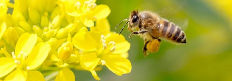 Save America's bees