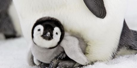 Salve a vida selvagem na Antártica!