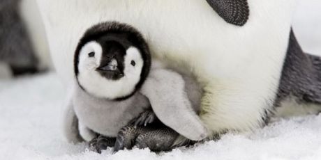 Red de Antarctische wildernis!
