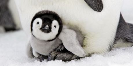 Sauvons l'océan sauvage de l'Antarctique!