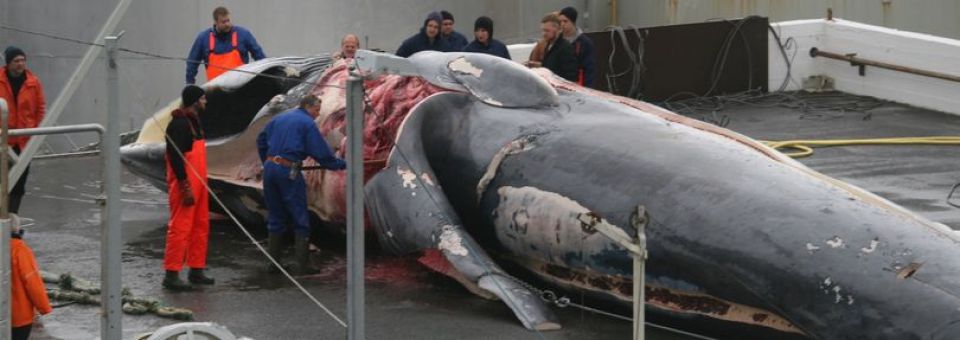 Fermate il macellaio di balene