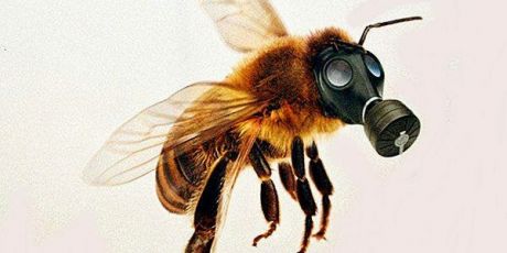 Kroger: save our bees!