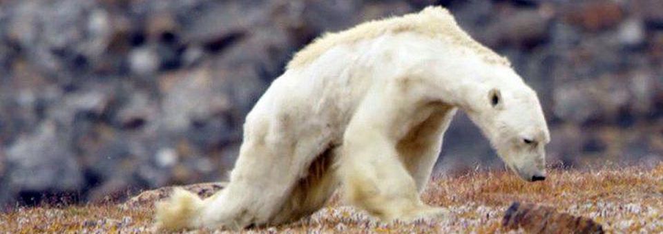 Сигнал бедствия от полярных медведей?