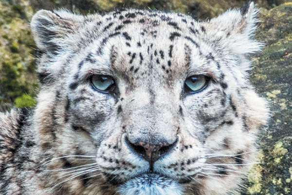Save this snow leopard paradise