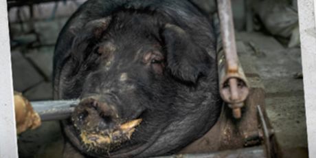 Taiwan: End the Pig Sacrifice Torture