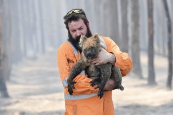 Australiens Wildtier-Apokalypse aufhalten!