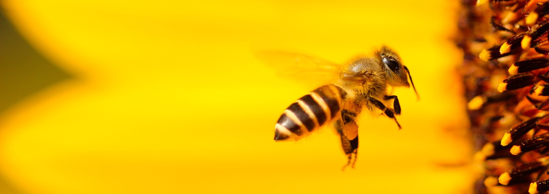 UE: Sauvez les abeilles et les agriculteurs<br>Date limite: jeudi!
