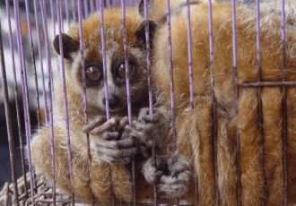 Stop the Wildlife Trade!