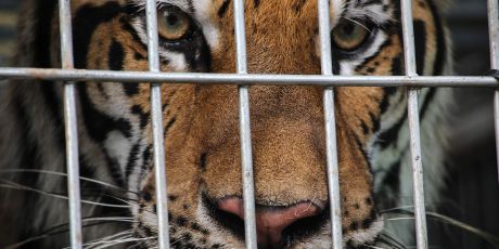 Stop the Wildlife Trade!