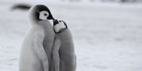 ​​​​Великая страна. Великий заповедник