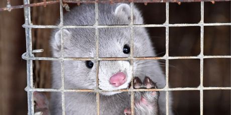 EU: Ban fur farms now!