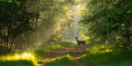 Teken voor meer natuur in Nederland