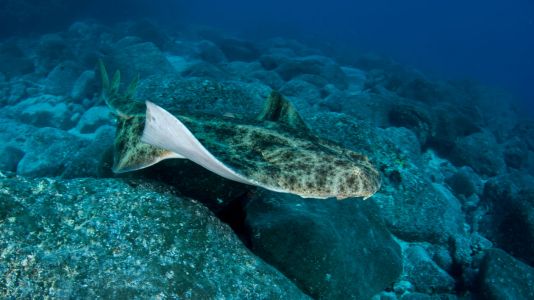 Save this slice of marine paradise