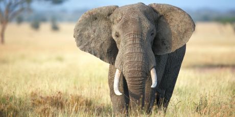 Stop au pipeline de la Françafrique
