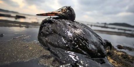 Écocide en voie d'extinction !