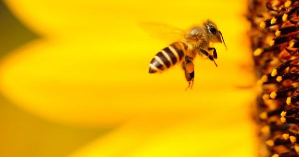 Sauvons nos abeilles -- plus que quelques jours!
