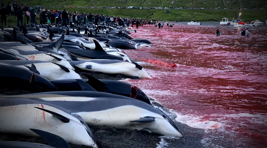 Detengamos la matanza de delfines