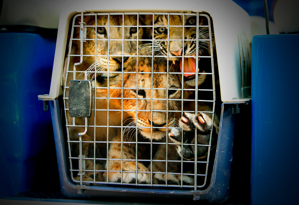 Arrêtons le trafic d'animaux sauvages sur Facebook