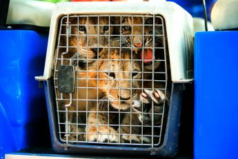 Facebookで行われる野生動物の違法販売をストップ