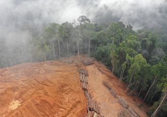 USA: stop au massacre de nos forêts 