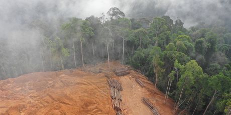 米国：大規模森林破壊をストップ！