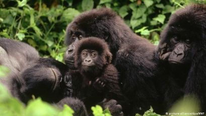 Save Virunga National Park