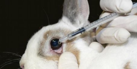 EU: End ALL animal testing for cosmetics, now!