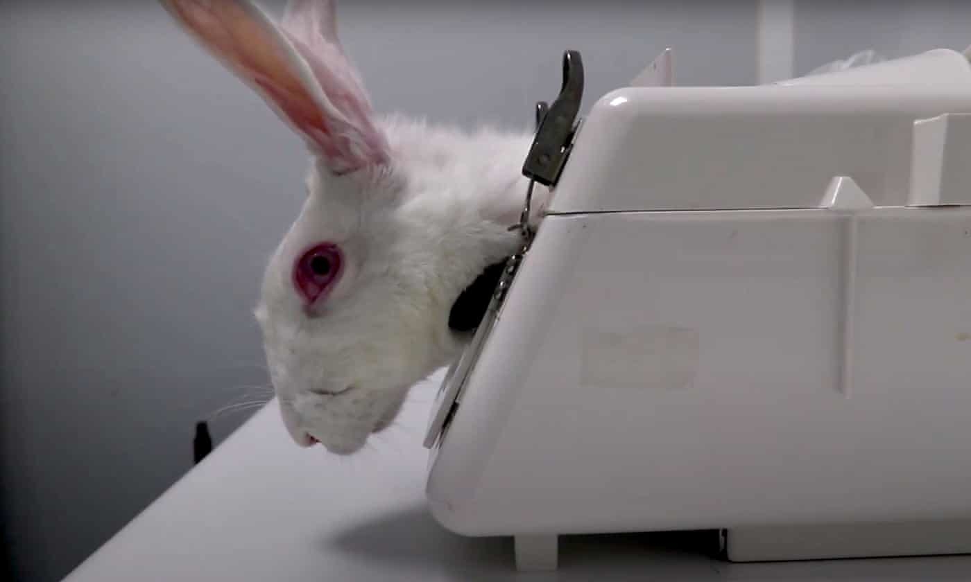 Avaaz - EU: End ALL animal testing for cosmetics, now!
