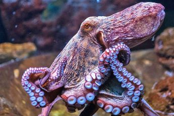Verbied octopuskwekerijen