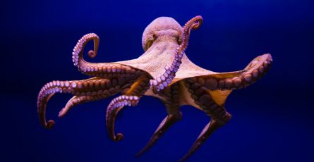Canada: Ban octopus farming