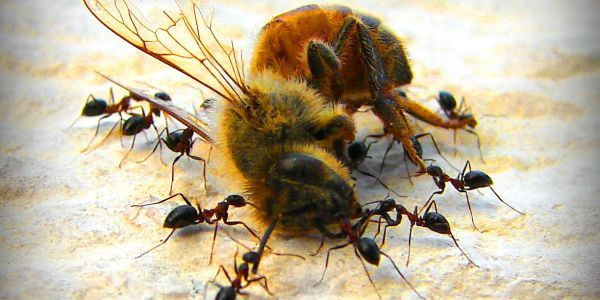 Pétition Avaaz : "Des millions d'abeilles sont en train de mourir en Europe" 48562_48484_48458_bee_test_1_3_600x300_3_600x300